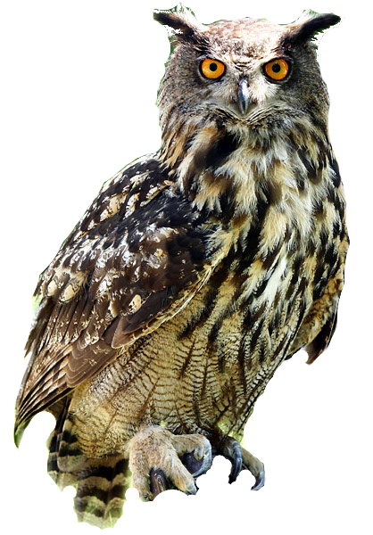 image owl deadliest fiction wiki fandom powered wikia #28977