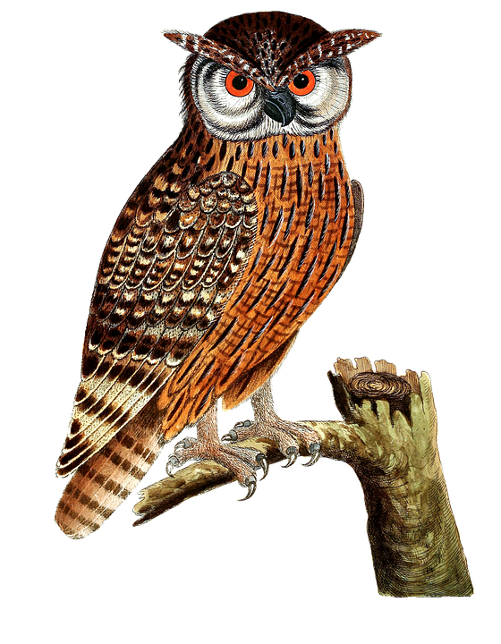 owl eagle bird image pixabay #28957