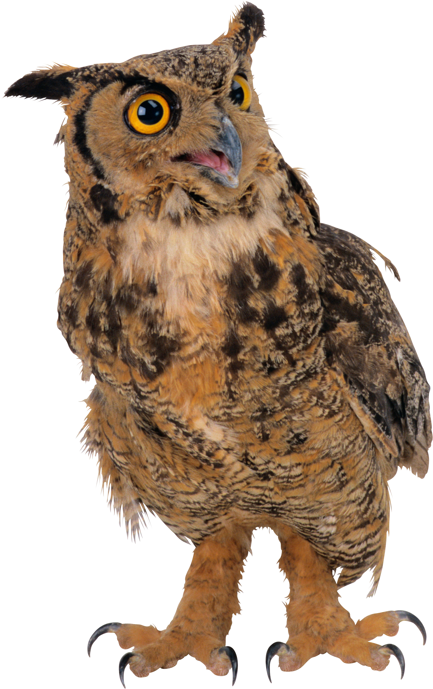 owl png images for download crazypngm crazy png images download #28969