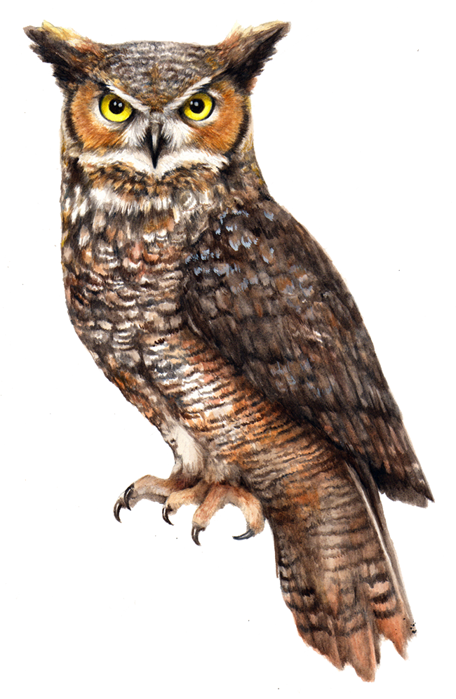 owl png owl transparent images pngio #28966