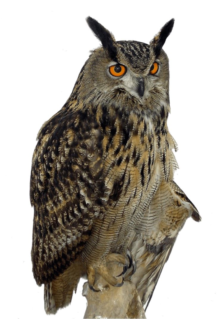 owl right transparent png stickpng #28959