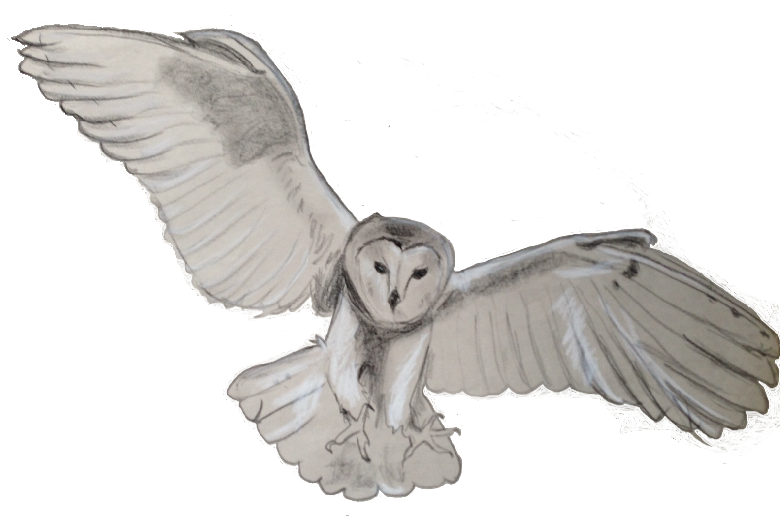 owl, the benefits barn owls #28970