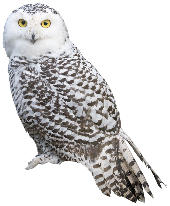 white owl png clipart best web clipart #28968