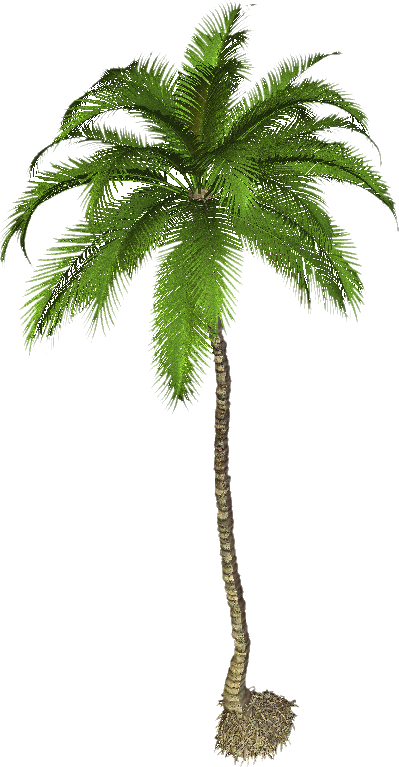 download palm tree png pic png image pngimg #11004