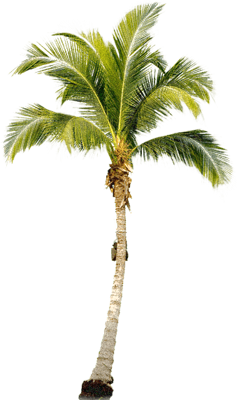 download tropical palm tree png png image pngimg #11027