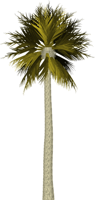 illustration palm tree palm tree tropical #11043