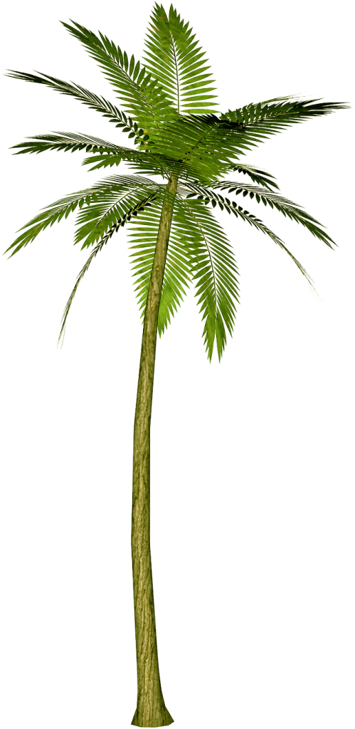 palm tree cartoons cliparts #11034