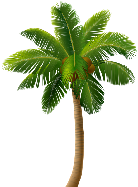 palm tree png clip art image gallery yopriceville high #11051