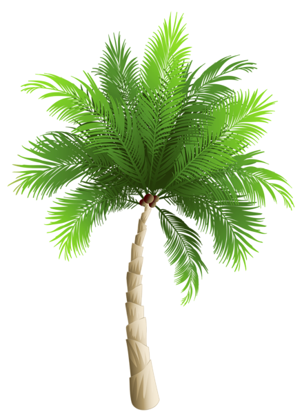 palm tree png clipart image gallery yopriceville high #11011