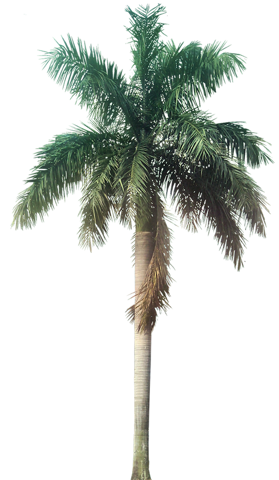 Palm Tree