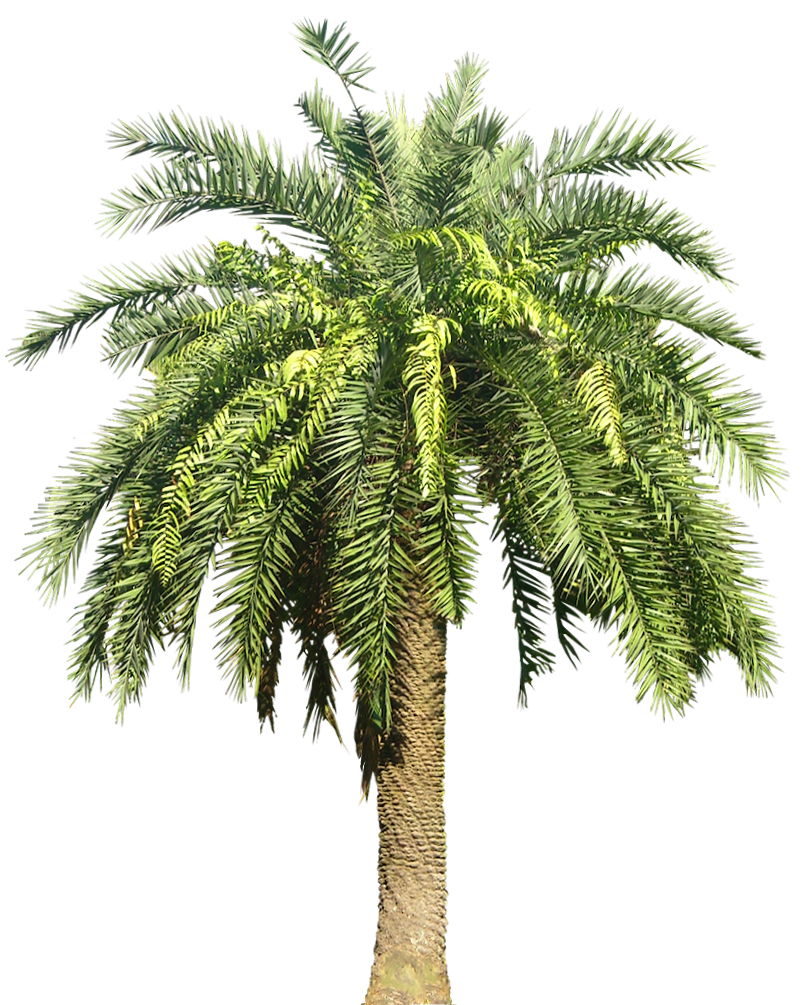 palm tree png palm transparent png pictures icons and png backgrounds #11045