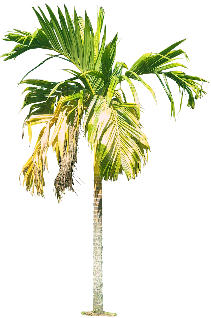 Palm Tree