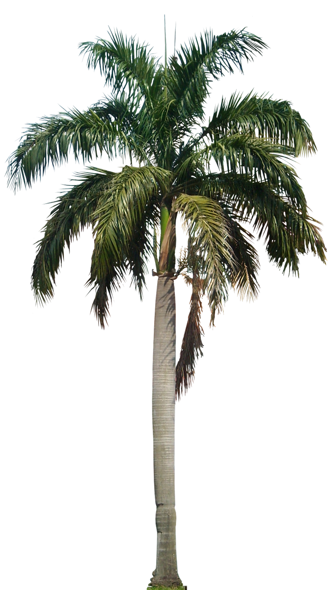 palm tree png palm transparent png pictures icons and png backgrounds #11002