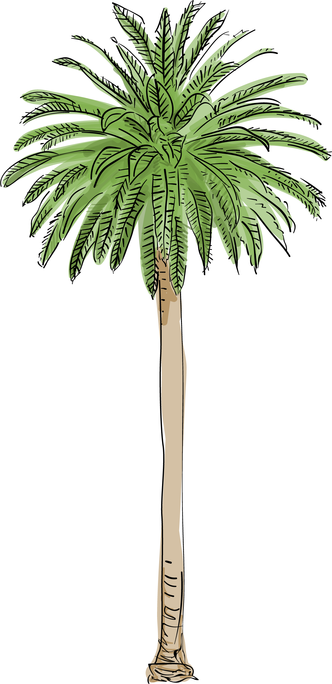 Palm Trees png download - 1630*2000 - Free Transparent Cactus And