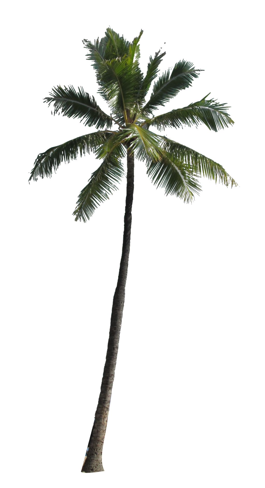 palm tree png the meaning and symbolism the word palm #10992