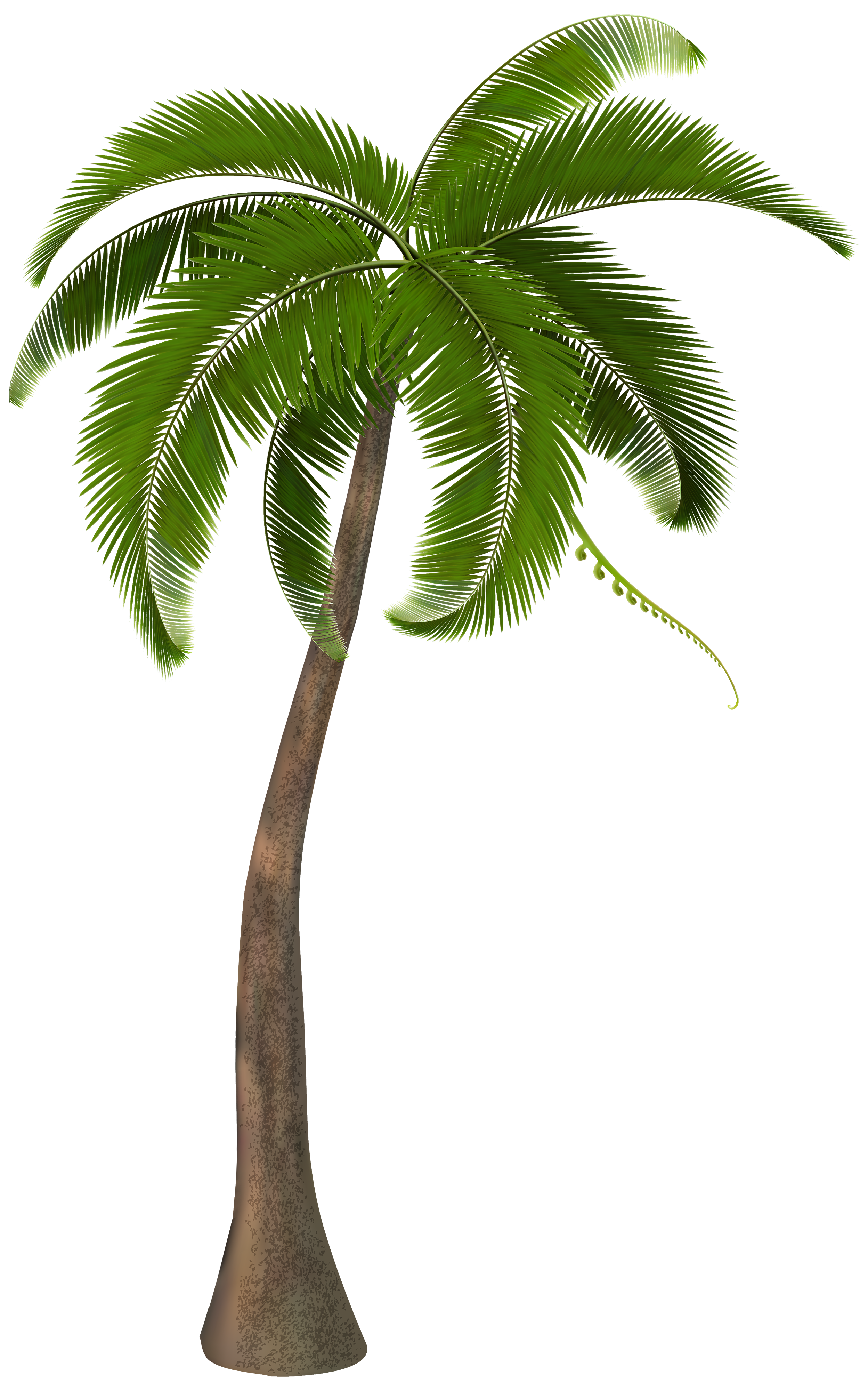 palm tree png transparent palm tree images pluspng #11010