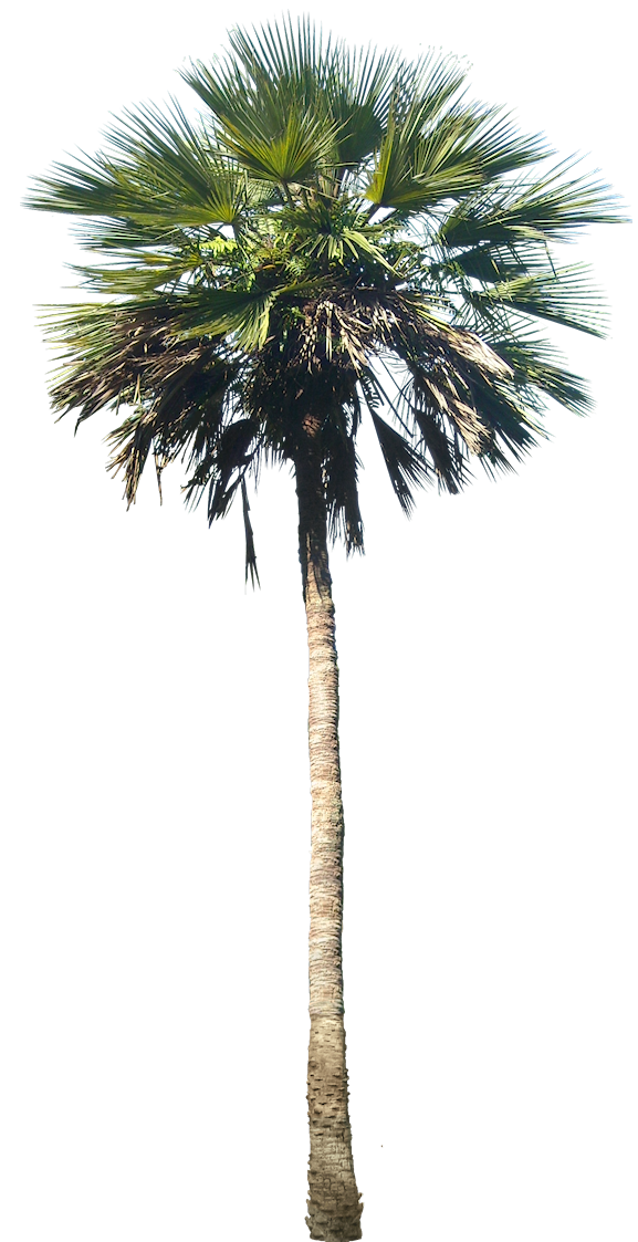 palm tree png tropical plant pictures palm pinterest plant #11038