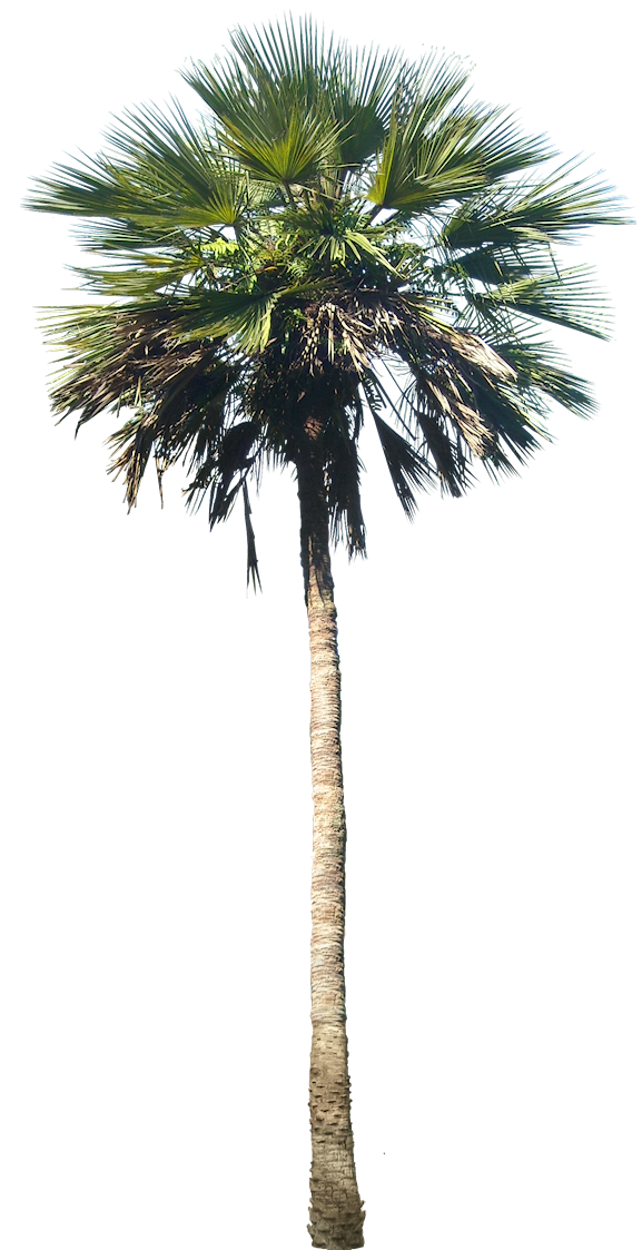 Palm Tree