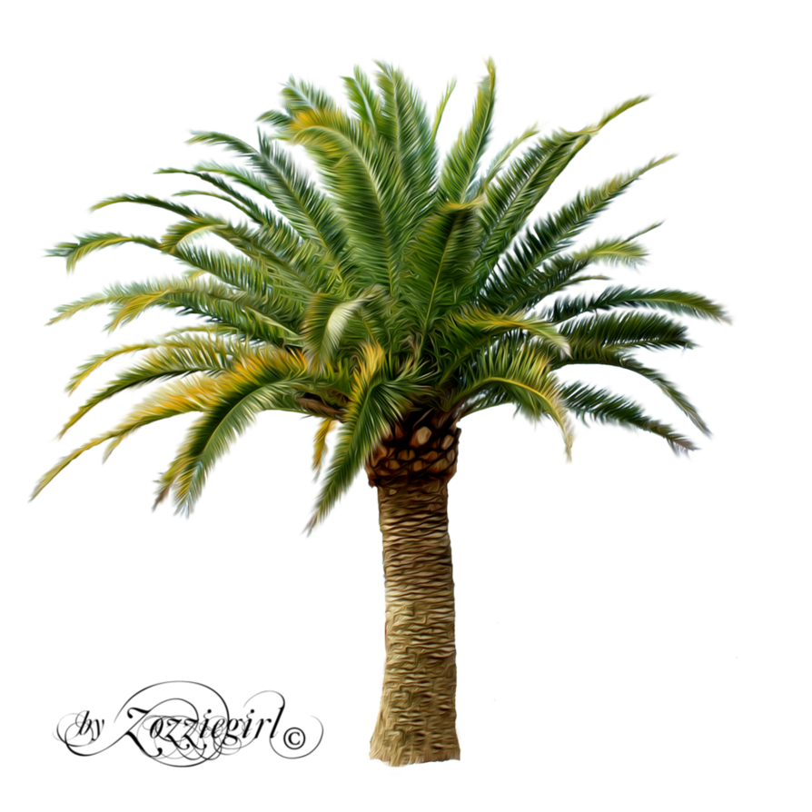 palm tree png zozziegirl deviantart #10998