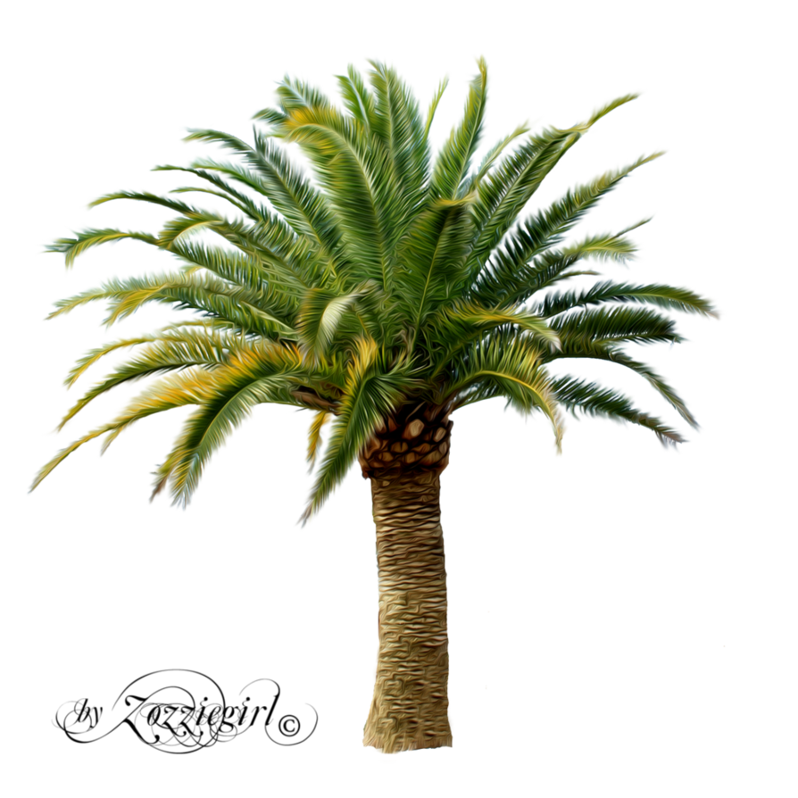 Palm Tree