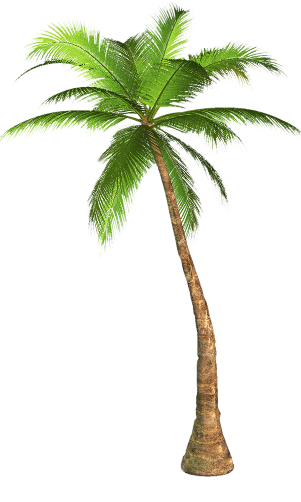 palm tree transparent background image #10991