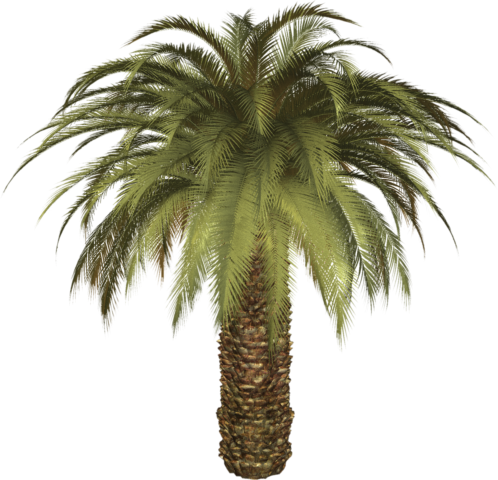 palm tree transparent png pictures icons and png #11047