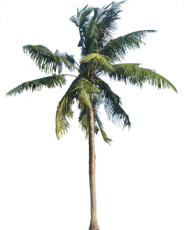 palm tree transparent png pictures icons and png
