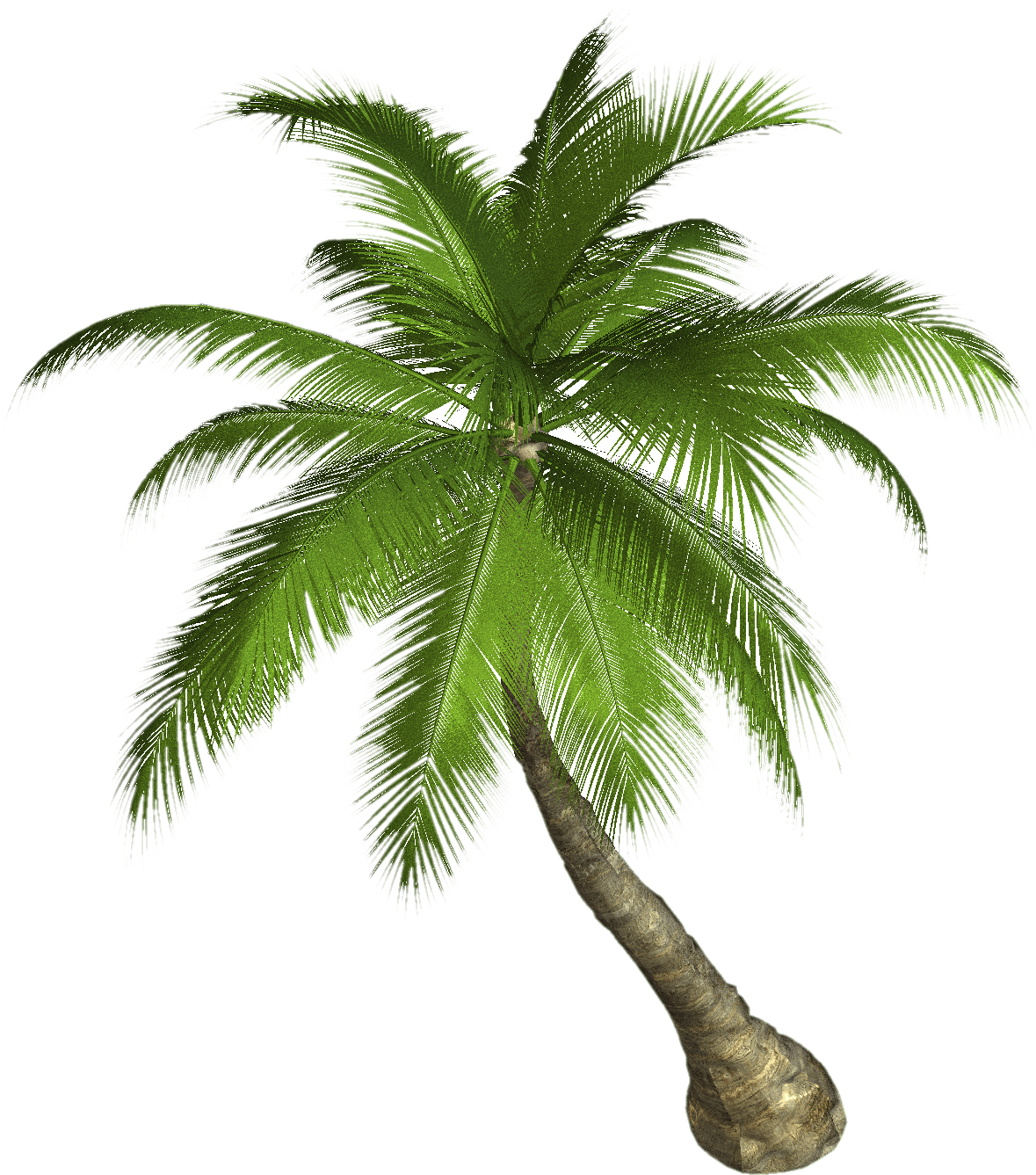 palm tree transparent png stickpng #11009