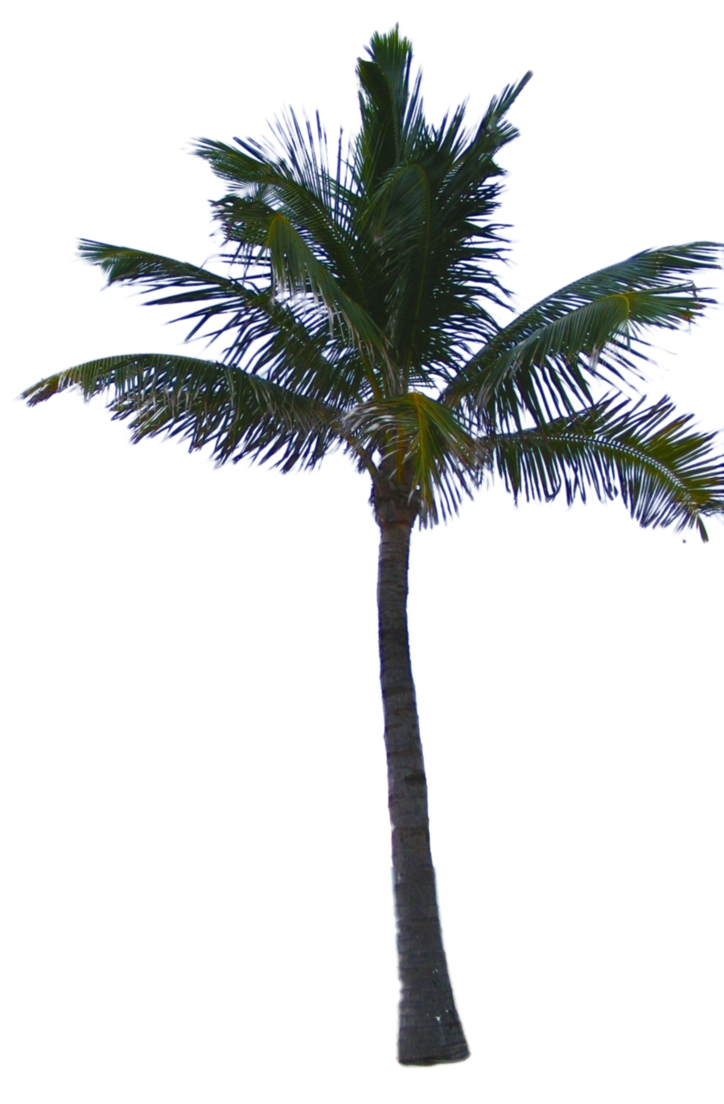 palm tree tube png digitaltwist deviantart #11026