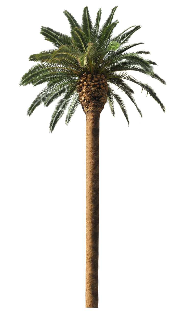 palm trees for sale melbourne palm tree sales palm #11018