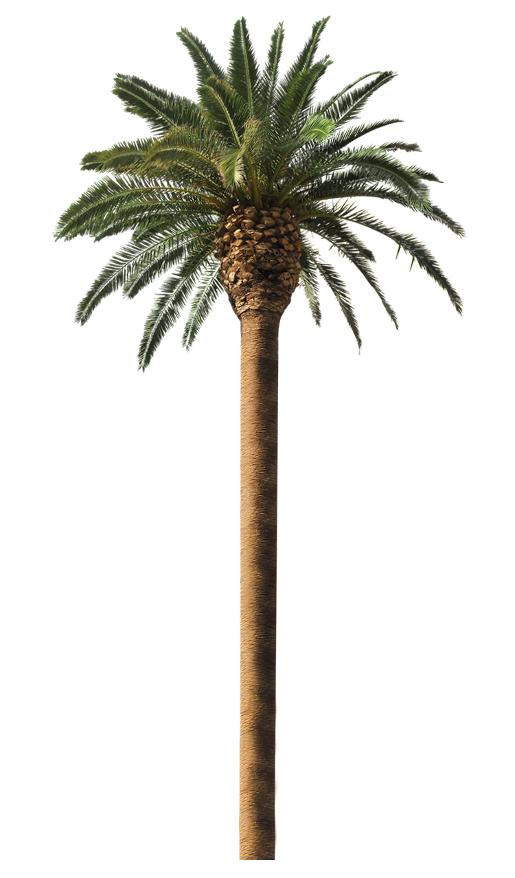 Palm Tree Clipart, Palm Tree.PNG Images