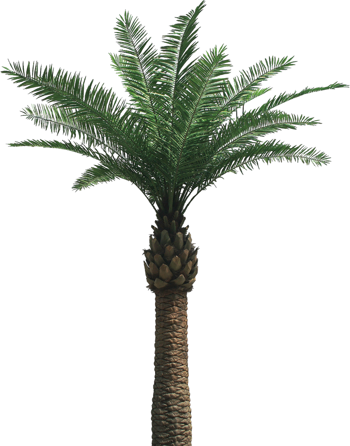 transparent png background palm tree #11030