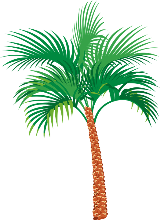 vector graphic palm tree exotic vacation #11007