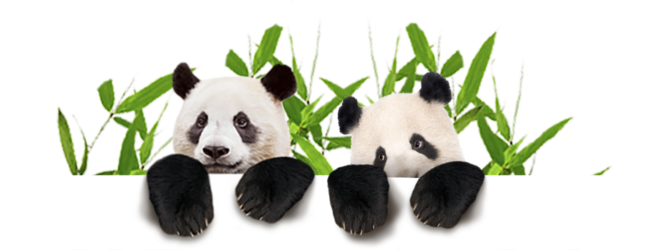 download panda animal png transparent images images #19883