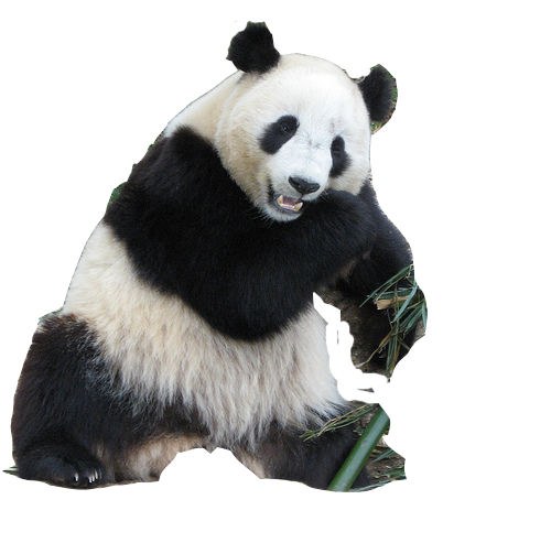 Panda PNG Animal Images, Panda Bear, Cute Panda, Baby Panda Download