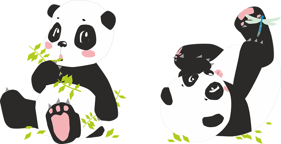 panda pandas bear image pixabay #19966