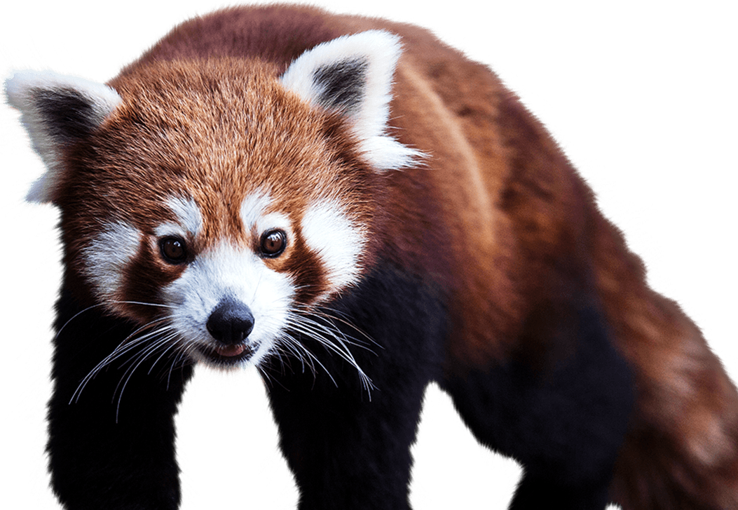 red panda national zoo aquarium #19852