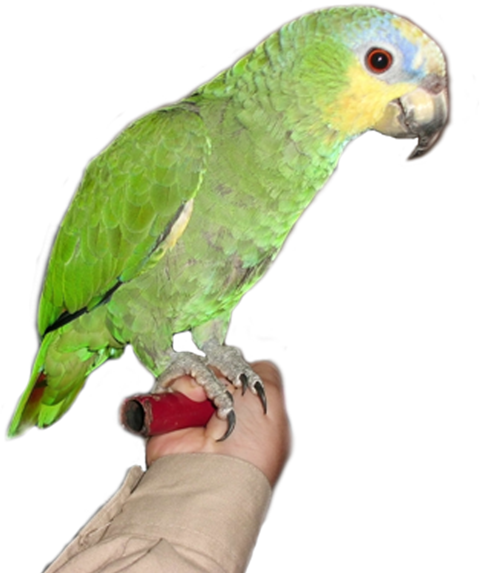 amazon parrot png images geo png images #19975