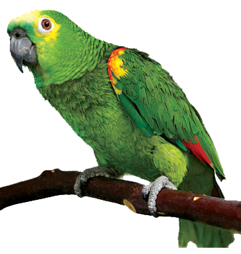 Parrot PNG Images, Flying, Green, Pirate Parrots Transparent Free Download