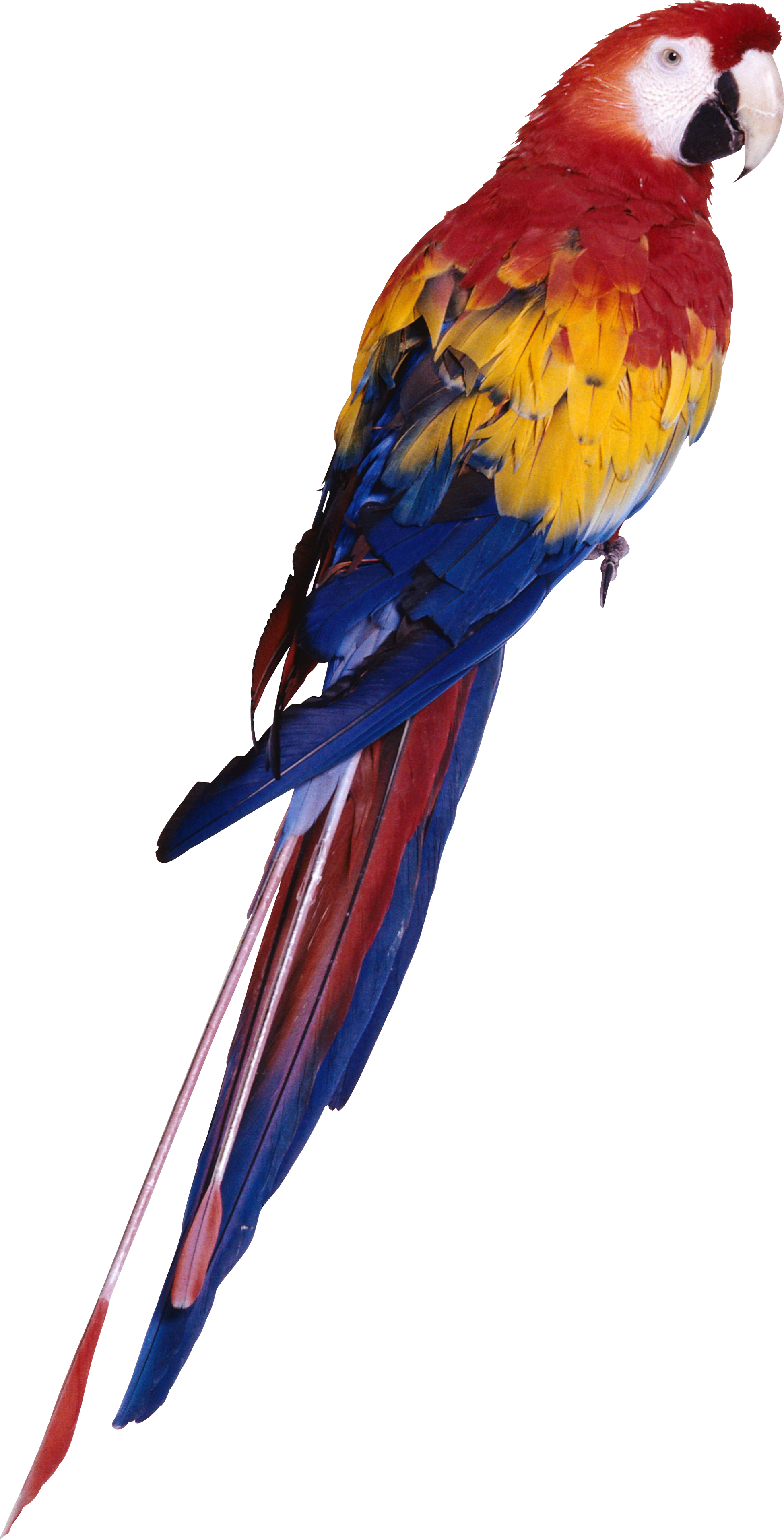 browse and download parrot png pictures #19984