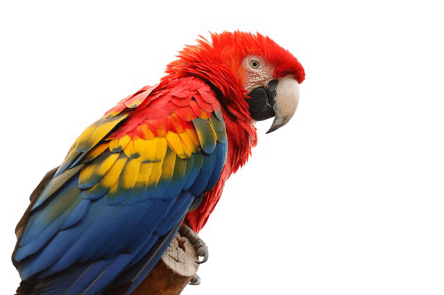 download parrot png transparent images and clipart pics #19981