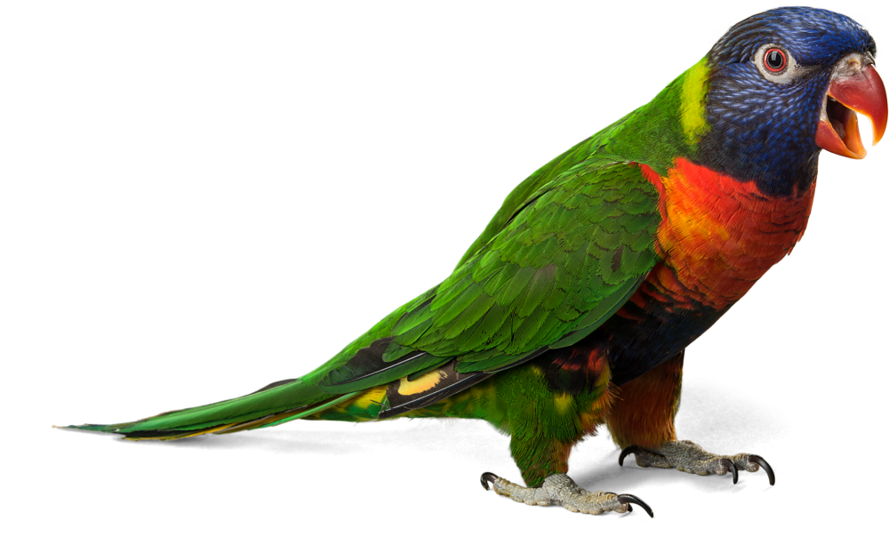 download parrot png transparent images transparent #19913