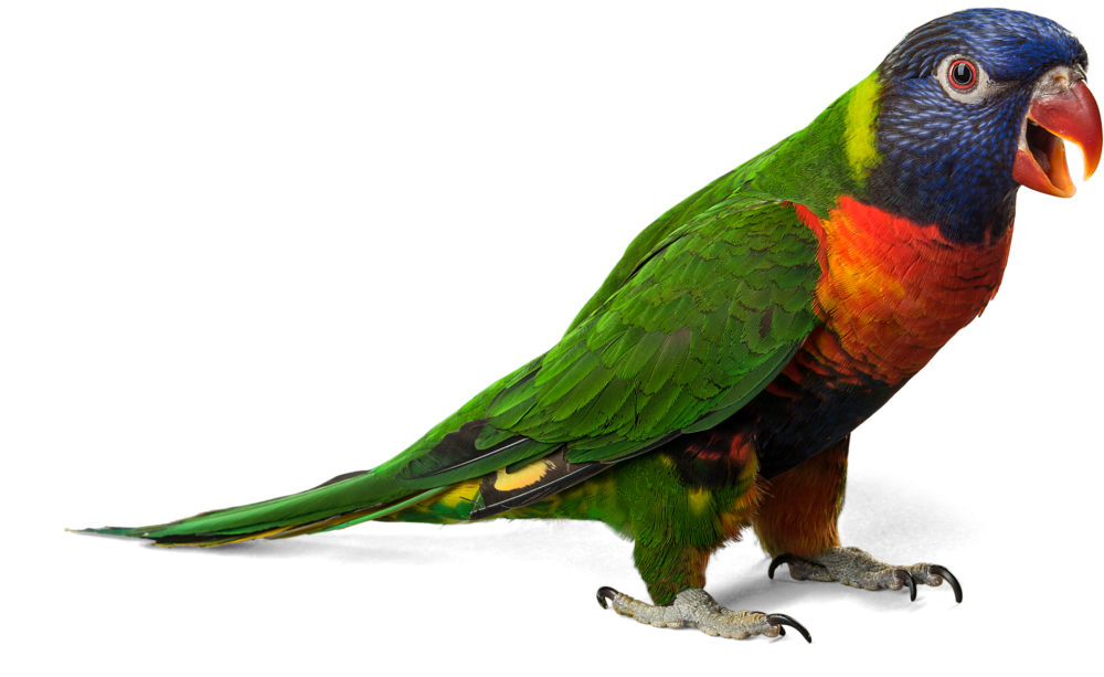 Parrot