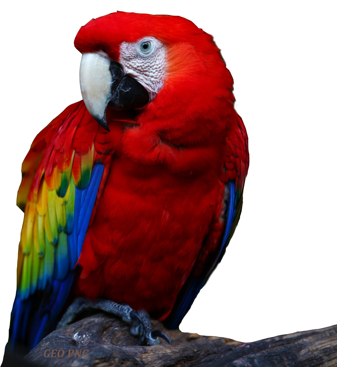 macaw parrot png images geo png images #19882