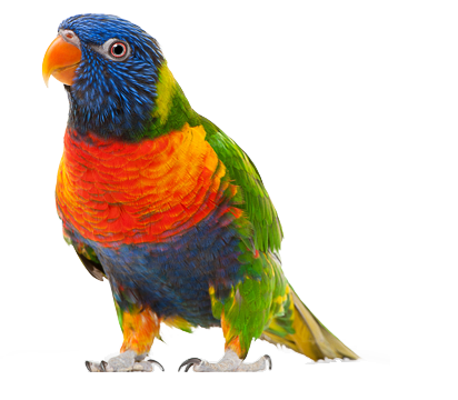 parrot clipart transparent pencil and color parrot #19953