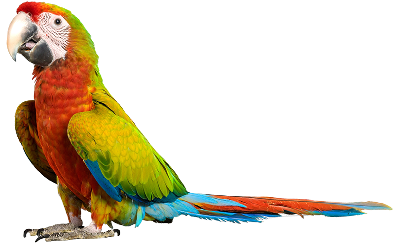 parrot, dallas advertising agency cetera inc #19940