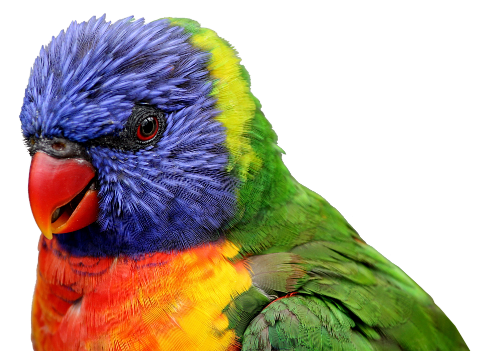 Parrot Png Images Flying Green Pirate Parrots Transparent Free