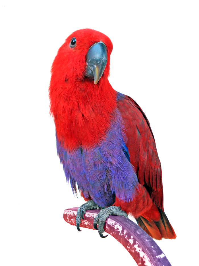 parrot, iqbirdtesting avian dna bird analysis dna #19986