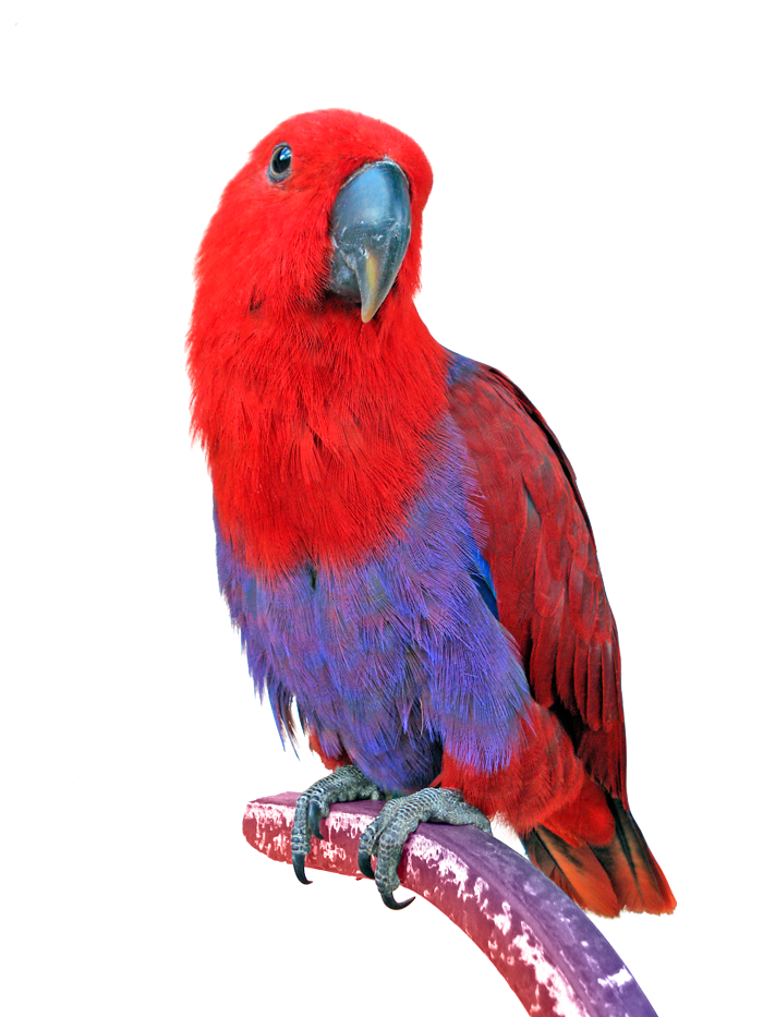 Parrot PNG Images, Flying, Green, Pirate Parrots Transparent Free Download