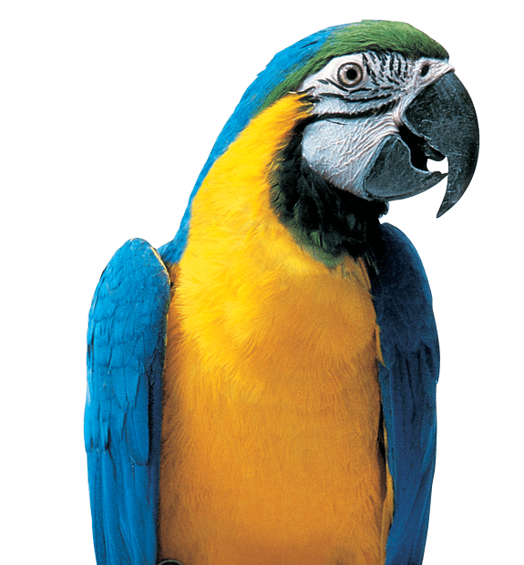 parrot, kaytee pet supplies kaytee products #19983